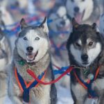 A team of huskies from Winterdance Dogsled Tours races across a snowy landscape.
